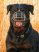 Dogtech Rottweiler 3 Metal muzzle