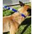 2 in 1 leash - Orange