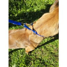 Two-function leash - Pink