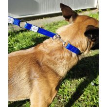 2 in 1 leash - Blue